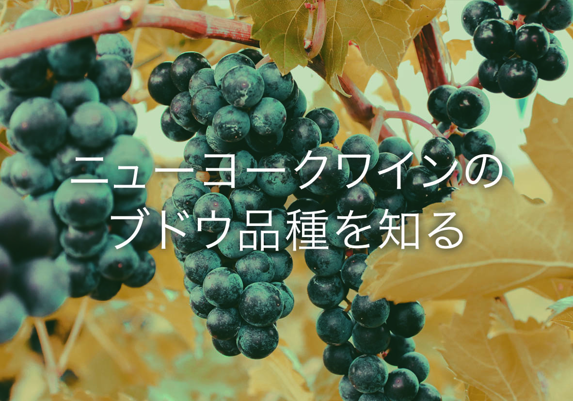 ニューヨークワインの主要なブドウ品種　日本語版公開のお知らせ